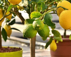 Donde poner la maceta de un limonero para que crezca fuerte, saludable y dé muchos limones Donde poner la maceta de un limonero para que crezca fuerte, saludable y dé muchos limones