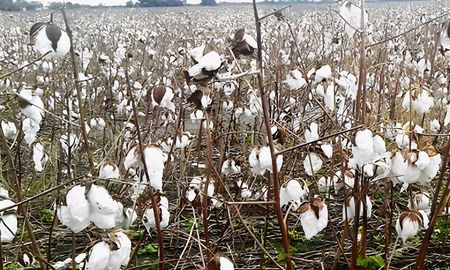 algodon: la humedad sigue golpeando la cosecha y agrava las perdidas de calidad en santa fe
