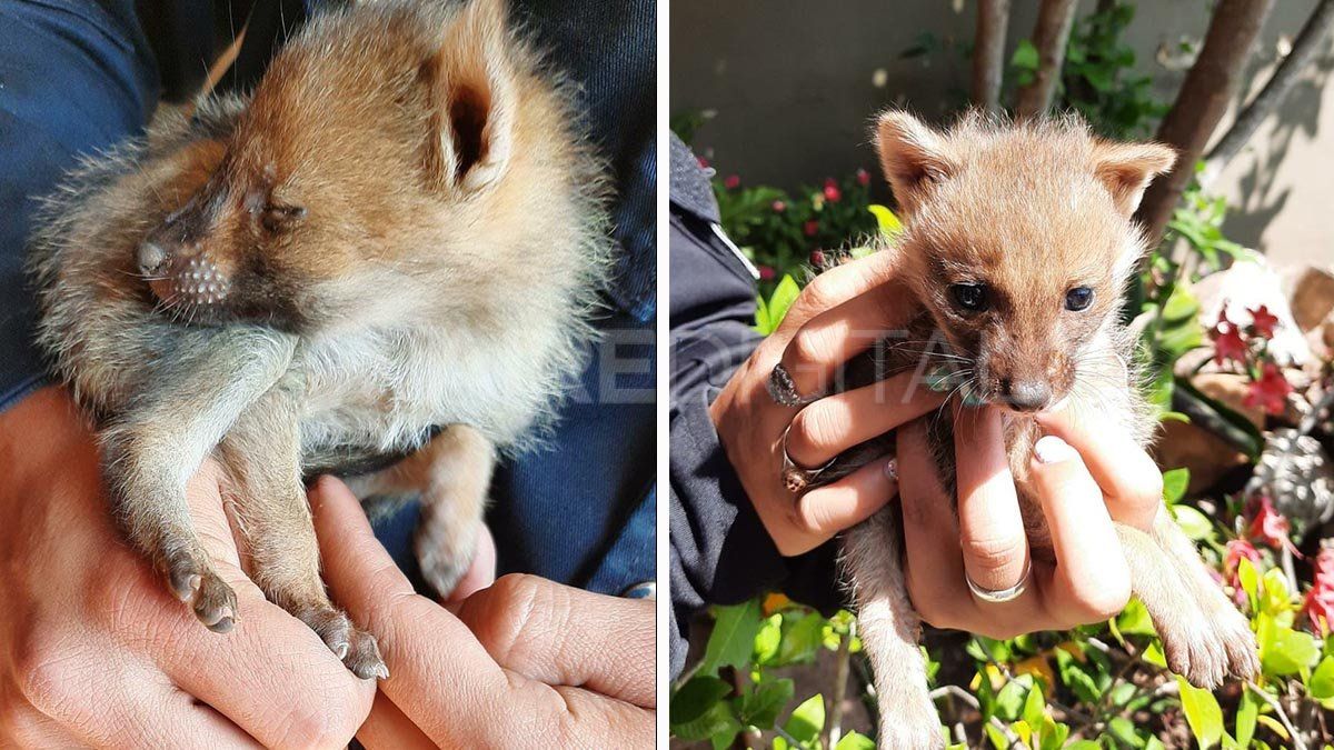 Un vecino encontró a los dos animales y dio aviso a la policía. Los efectivos comprobaron que se trataba de dos crías de zorro gris patagónico.