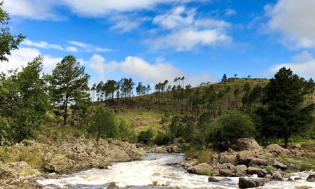 : Los senderos de monte nativo que rodean Villa Yacanto conservan especies de flora autóctona que son fundamentales para el ecosistema hídrico de las sierras cordobesas. : Los senderos de monte nativo que rodean Villa Yacanto conservan especies de flora autóctona que son fundamentales para el ecosistema hídrico de las sierras cordobesas.