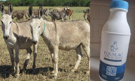 un tambo de cordoba que innovo en la produccion de leche... con burras un tambo de cordoba que innovo en la produccion de leche... con burras