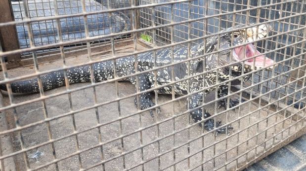 Un lagarto overo apareció debajo de los autos estacionados en el cruce de las calles Balcarce y Dorrego, en barrio Candioti.