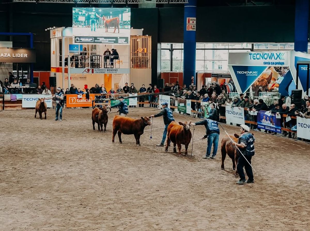 La Semana Angus en Palermo es un espectáculo de genética de punta, con tribunas llenas, visitantes internacionales y transacciones millonarias. La Semana Angus en Palermo es un espectáculo de genética de punta, con tribunas llenas, visitantes internacionales y transacciones millonarias.