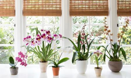 La planta que no debés tener en tu casa, según el Feng Shui La planta que no debés tener en tu casa, según el Feng Shui