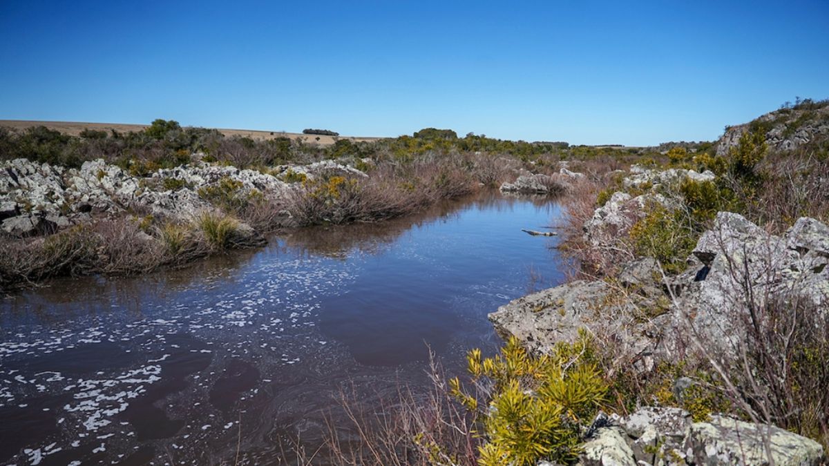 El vivero de flora nativa de Casupá provee ejemplares para la reforestación del arroyo, asegurando que el ecosistema de Florida mantenga su biodiversidad original. El vivero de flora nativa de Casupá provee ejemplares para la reforestación del arroyo, asegurando que el ecosistema de Florida mantenga su biodiversidad original.