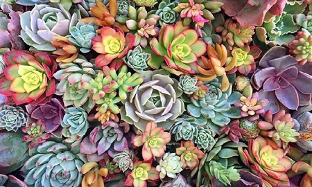 Plantas de decoración Plantas de decoración
