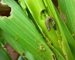 Bayer anticipó en Aapresid el lanzamiento de Vayego, su nuevo insecticida para el gusano cogollero del maíz Bayer anticipó en Aapresid el lanzamiento de Vayego, su nuevo insecticida para el gusano cogollero del maíz