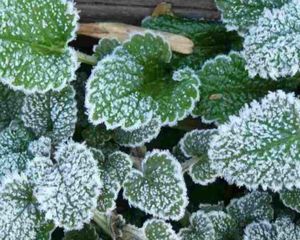 Las heladas pueden dañar hojas, tallos y raíces, por eso especialistas recomiendan proteger las plantas durante las noches más frías. Las heladas pueden dañar hojas, tallos y raíces, por eso especialistas recomiendan proteger las plantas durante las noches más frías.