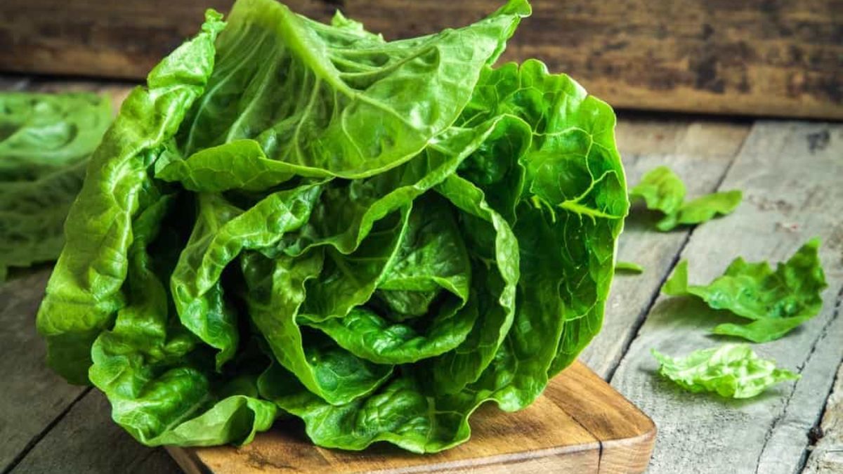 La lechuga es ideal para sembrar en septiembre. La lechuga es ideal para sembrar en septiembre.