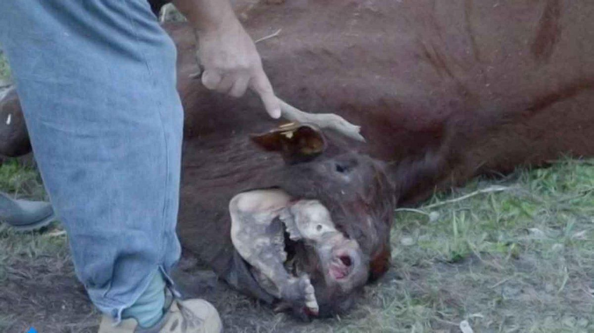 Revelan qué depredador mutiló a las vacas en Santa Fe