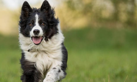 perros potencialmente peligrosos: ¿es culpa de los humanos? perros potencialmente peligrosos: ¿es culpa de los humanos?