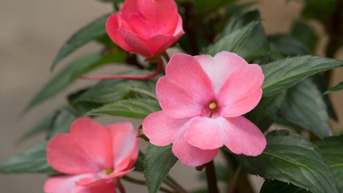 Las flores alegrías del hogar son plantas de sombra que florecen durante todo el año y requieren poco cuidado. Las flores alegrías del hogar son plantas de sombra que florecen durante todo el año y requieren poco cuidado.