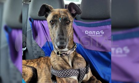 Buscan a Beltrán, un galgo de tres patas que se escapó en Arroyo Leyes. Buscan a Beltrán, un galgo de tres patas que se escapó en Arroyo Leyes.