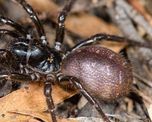 australia: como es la arana de tela de embudo de sydney que aparecio tras los incendios australia: como es la arana de tela de embudo de sydney que aparecio tras los incendios