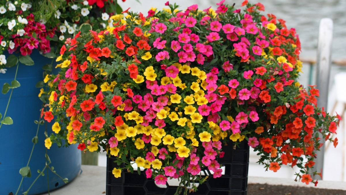 Las petunias mini se adaptan muy bien a balcones soleados y de media sombra. Las petunias mini se adaptan muy bien a balcones soleados y de media sombra.