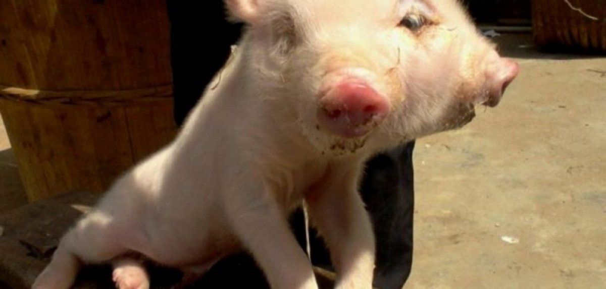 Video viral: un chancho nació con dos cabezas y su caso está impactando al mundo entero.