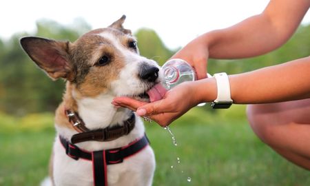 Al igual que los humanos, nuestras mascotas pueden sufrir de golpes de calor. Al igual que los humanos, nuestras mascotas pueden sufrir de golpes de calor.