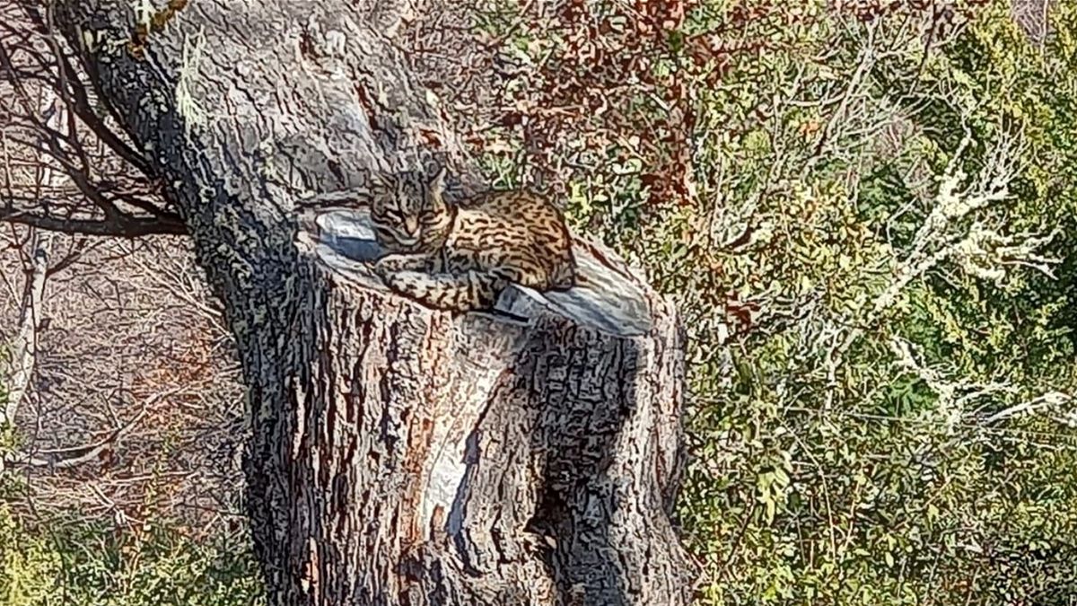 Un gato montés apareció en la zona del Cerro Otto en la ciudad rionegrina de San Carlos de Bariloche.
