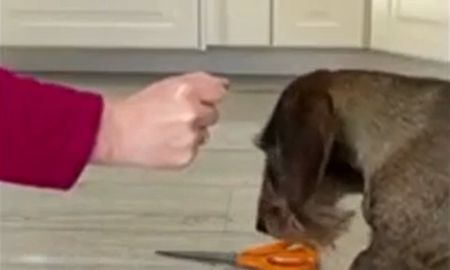 un perro sorprendio con su habilidad para jugar al piedra, papel o tijera un perro sorprendio con su habilidad para jugar al piedra, papel o tijera