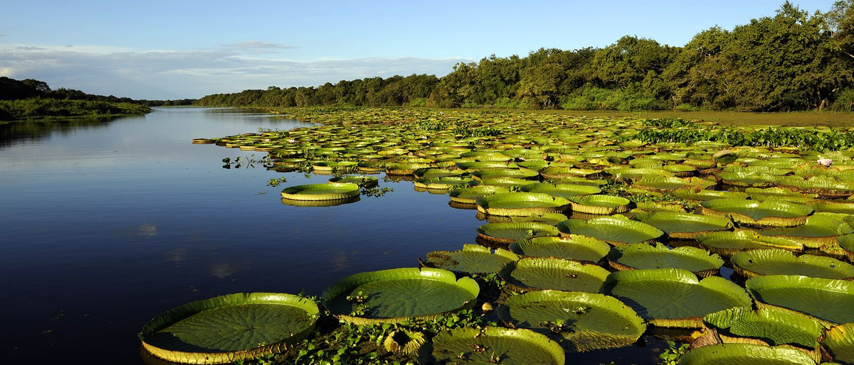 Esteros del Iberá