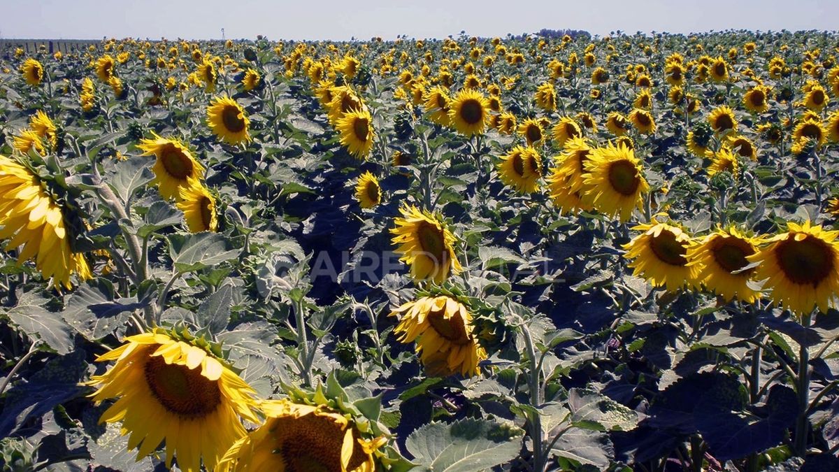 Bahía Blanca: estiman una siembra de girasol de  kilogramos por  hectárea