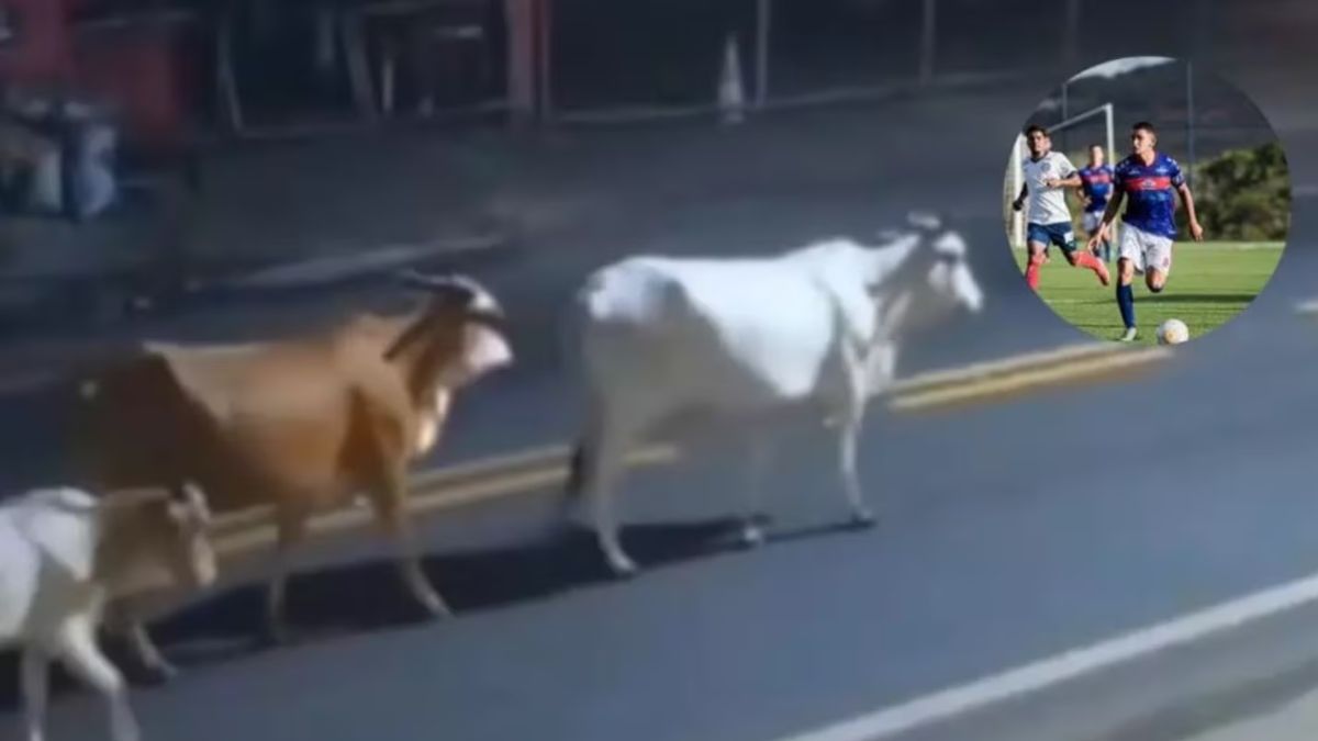 Murió un joven futbolista tras chocar su moto con una vaca: imágenes impactantes