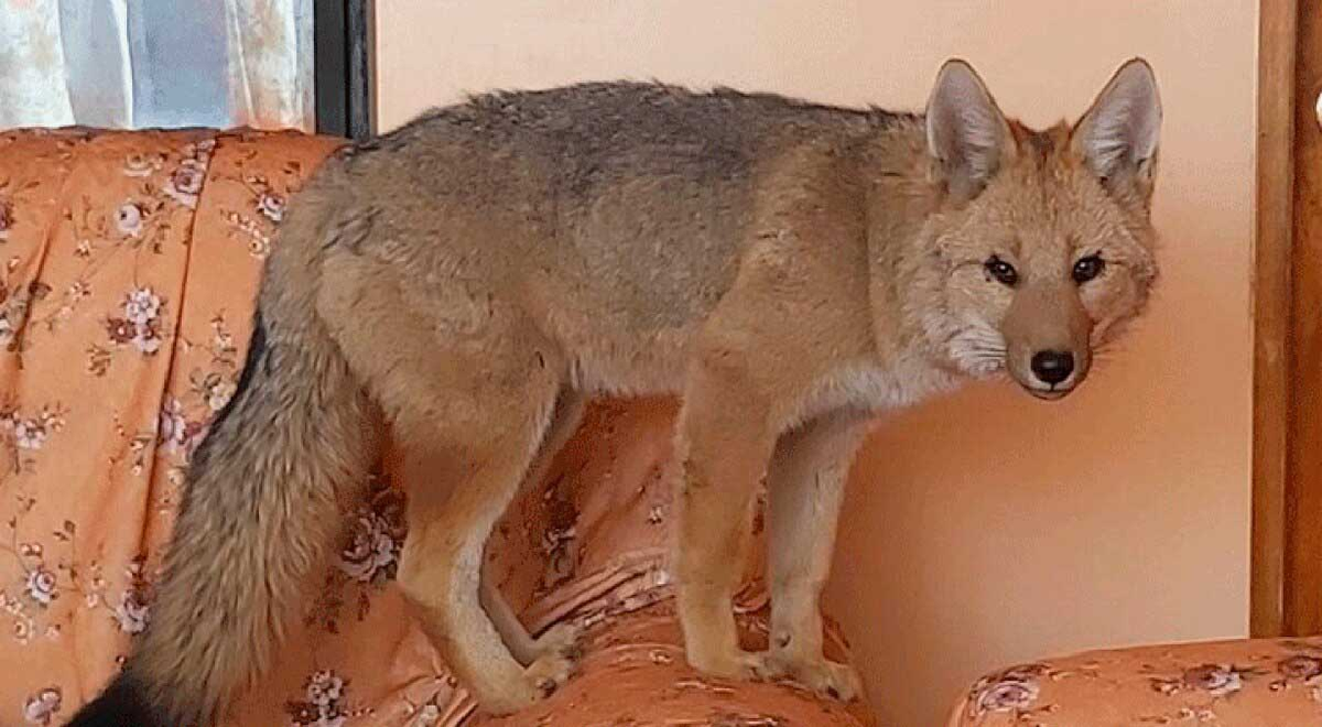 Una familia peruana se vio sorprendida al darse cuenta de que un supuesto cachorro de perro que compraron como animal de compa&ntilde;&iacute;a en realidad era un zorro.