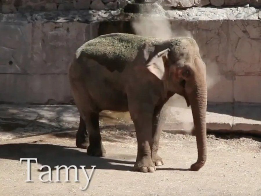 El supuesto enfrentamiento de Santi Maratea y Daniela Cardone, por Tamy.