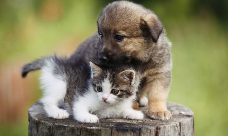 4 de Octubre: Día Internacional del Animal 4 de Octubre: Día Internacional del Animal