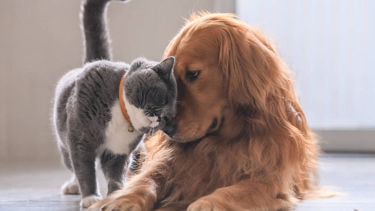 son los gatos realmente más inteligentes que los perros