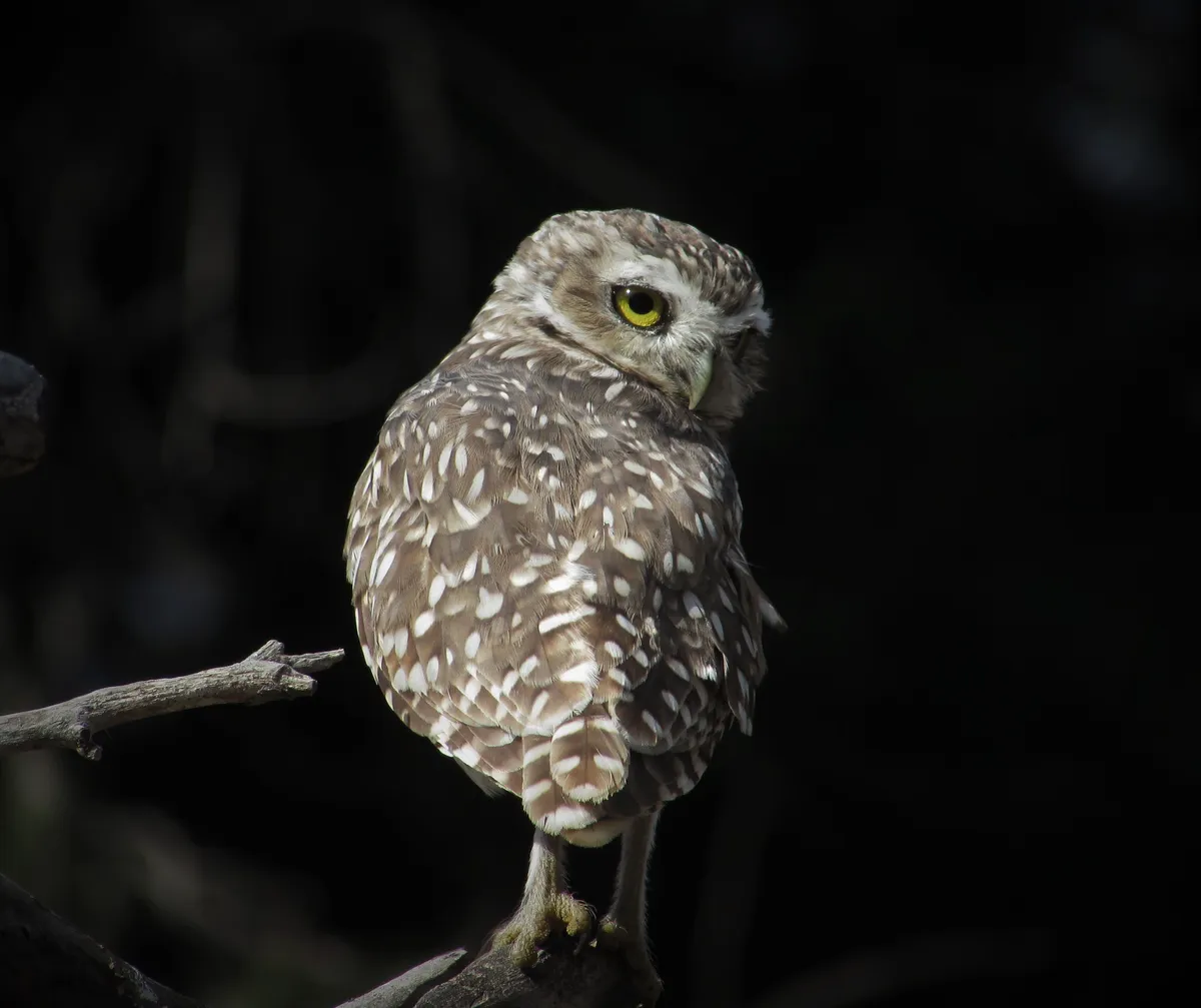 En la cultura preazteca del antiguo México la lechuza estaba consagrada al dios de la lluvia.