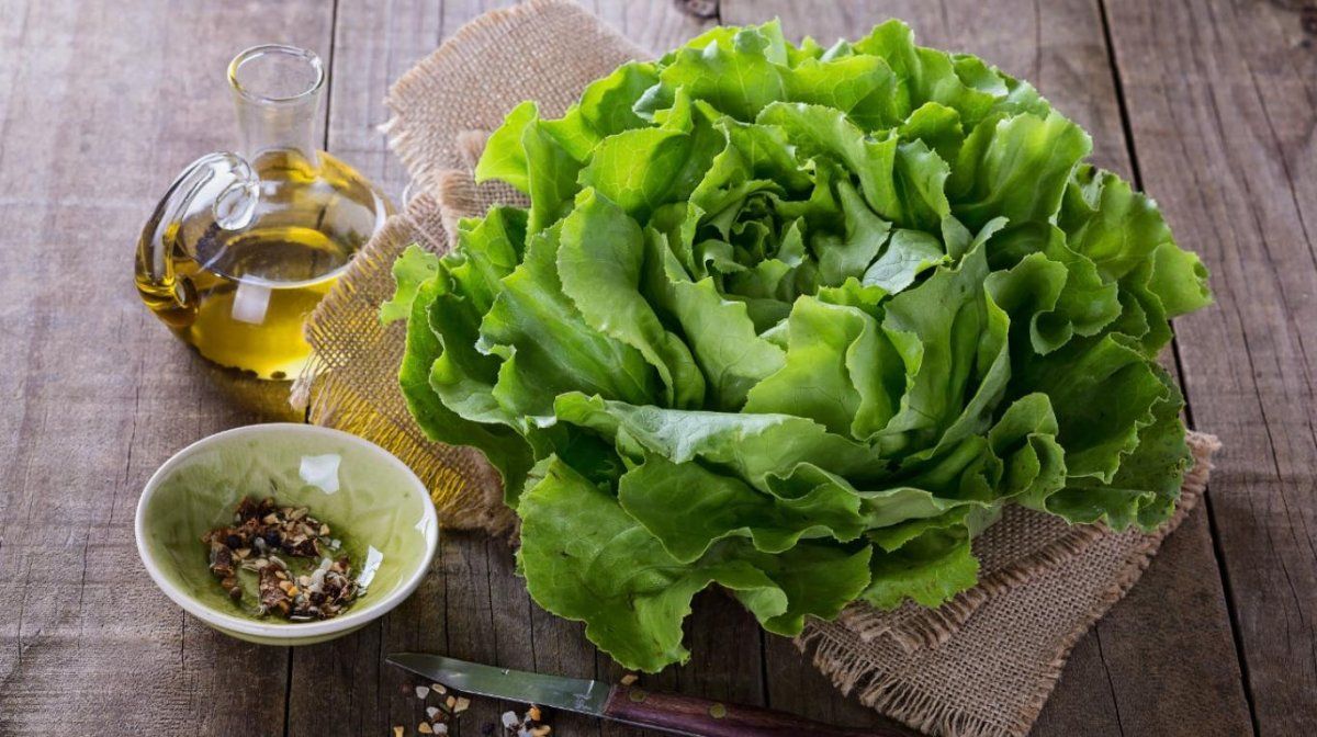 Lechuga.jpg