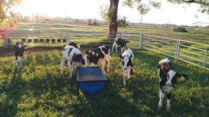 Guachera: INTA evalúa corrales colectivos portátiles para mayor bienestar animal en lechería