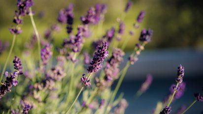 Beneficios de la lavanda para el hogar, la cosmética y la medicina