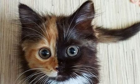 el increible hallazgo de un gato con dos caras que asombro a todos el increible hallazgo de un gato con dos caras que asombro a todos