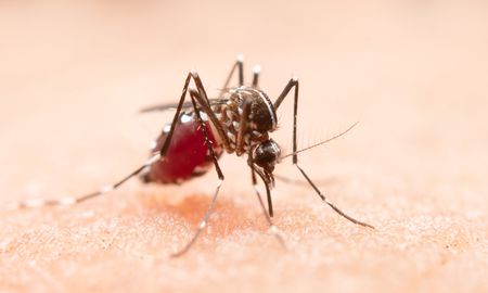 Preocupa la importación de dengue al país tras el éxodo de hinchas de Colón