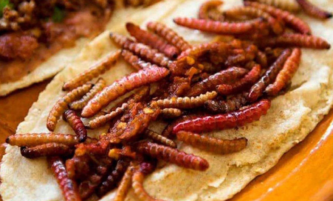 Por qué los gusanos podrían ser el superalimento del futuro