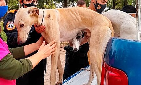 Aire de Santa Fe | rescate galgos coronda portada.jpg
