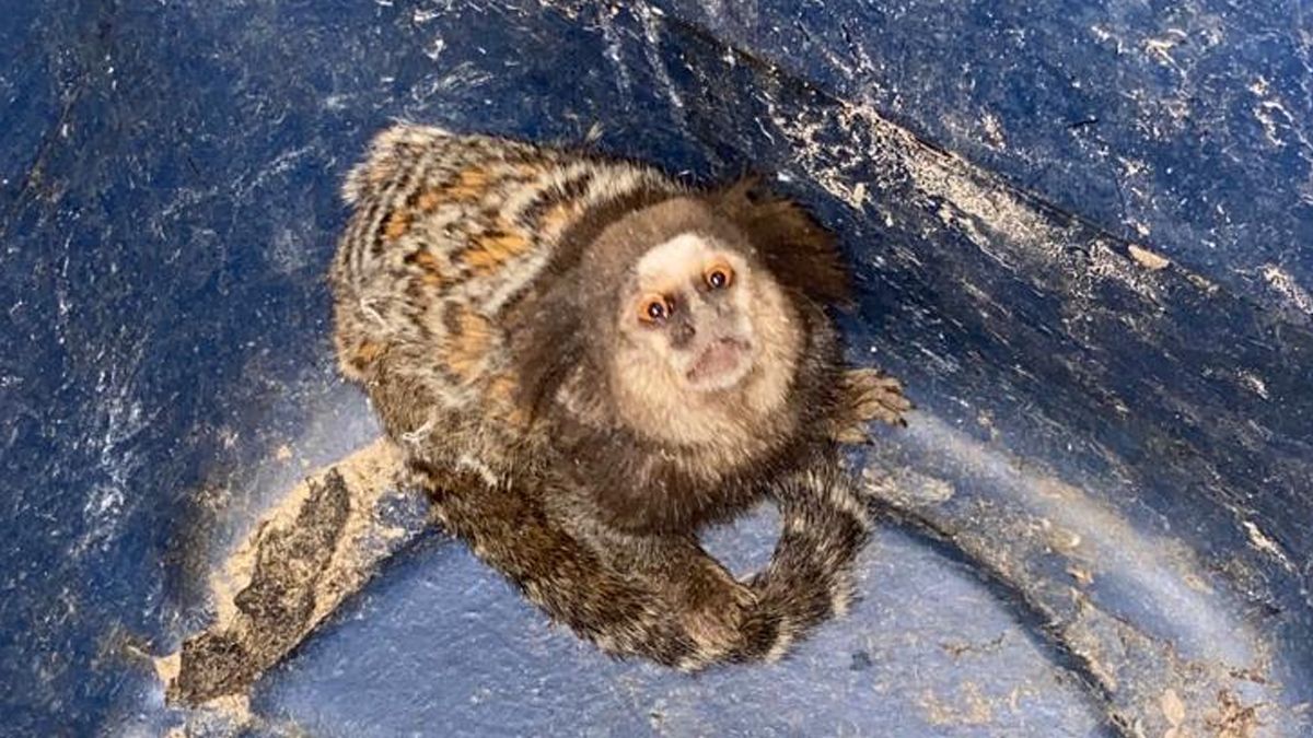 El mono bebé entra en la palma de una mano.