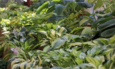 Las plantas de sombra permiten aprovechar sectores del jardín donde el sol no llega. Las plantas de sombra permiten aprovechar sectores del jardín donde el sol no llega.