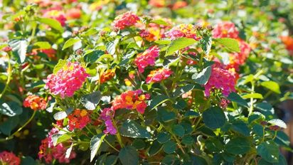 Las flores que aguantan el sol pleno y duran hasta marzo