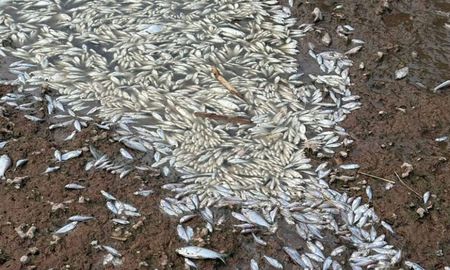 Desde el Ministerio de Ambiente de Santa Fe señalan que el episodio registrado en el río Carcarañá no está asociados al uso de fitosanitarios. Desde el Ministerio de Ambiente de Santa Fe señalan que el episodio registrado en el río Carcarañá no está asociados al uso de fitosanitarios.