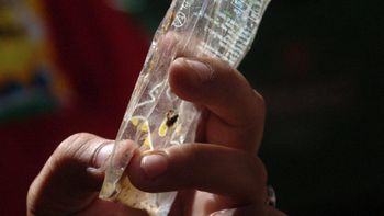 Dengue en Santa Fe: detectaron presencia del mosquito transmisor en 26 barrios de la ciudad