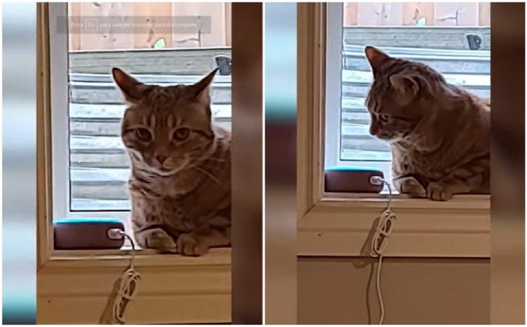 Video viral muestra como una gata se aterra al escuchar a la asistente virtual: Oye