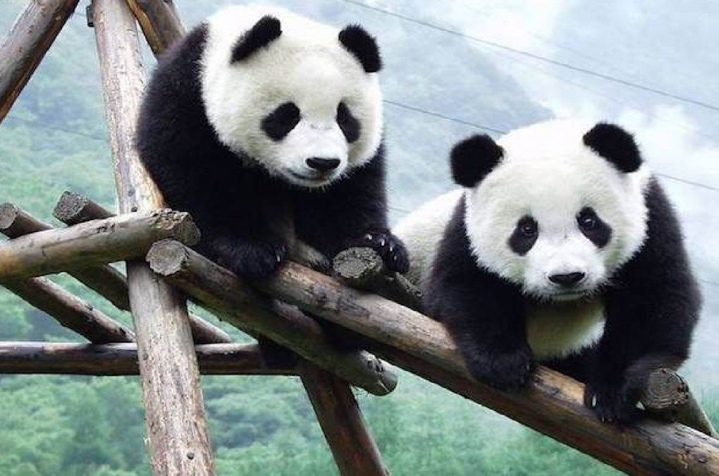 Los pandas ya no están en peligro de extinción: cómo hizo China para lograrlo