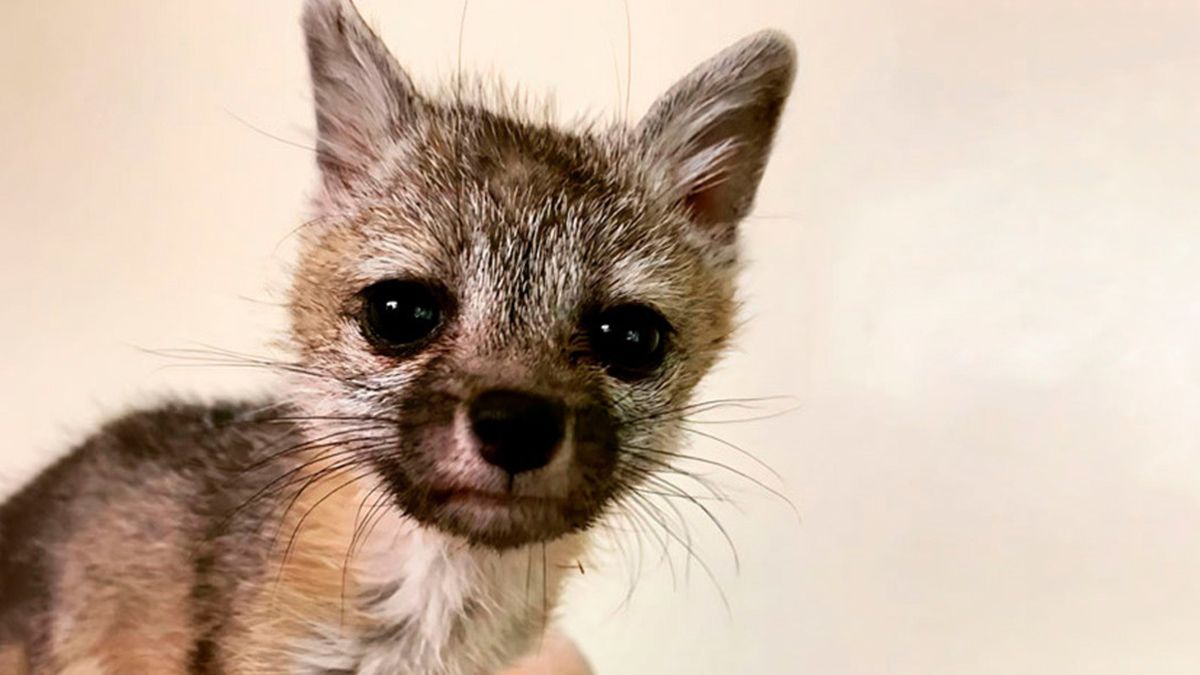 Video: una cría de zorro huérfana sigue al perro de una familia en busca de ayuda
