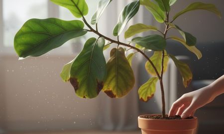 Qué hacer para frenar la caída de hojas y recuperar tu ficus. Qué hacer para frenar la caída de hojas y recuperar tu ficus.