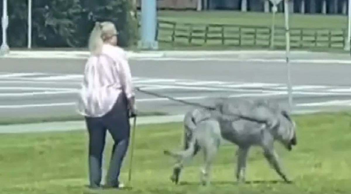 Sacó a pasear a su enorme mascota y causó un largo debate: ¿Perro o lobo?