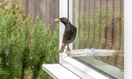 Para creencias populares, el choque de un pájaro contra una ventana tiene un fuerte simbolismo. Para creencias populares, el choque de un pájaro contra una ventana tiene un fuerte simbolismo.