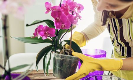 La luz correcta define si una orquídea florece o se debilita. La luz correcta define si una orquídea florece o se debilita.